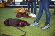 © Svitlana - Three dogs being trained by professional handlers
