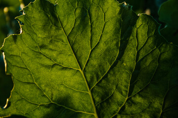 green leaf texture