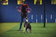 © Svitlana - Handler using fitness tools during the dog training session