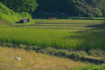 Wall Mural - Green rice fields in early summer in Japan