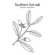 Southern Live Oak Quercus Virginiana , State Tree Of Georgia