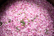 Um Rosenwasser und Rosenöl herzustellen, gehen Frauen und Männer im Iran jedes Jahr im Mai zur Ernte auf die Felder. Die Stadt Ghamsar ist bekannt für ihre hochwertigen Rosen.