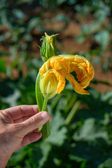 Wall Mural - man has a zucchini flower in his hand