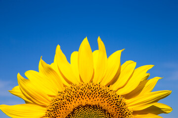 Fotomurales - yellow sunflower over blue sky