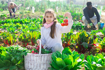 Wall Mural - Young girl farmer posing with harvest of ripe vegetables on farm field on a sunny day