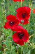 Flowers red poppies ( Papaver rhoeas, corn poppy, corn rose, field poppy, red weed, coquelicot ) on field