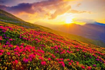 Poster - Majestic summer scene with pink rhododendron flowers at sunset.