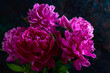 © Saprunova Marina - Pink peony flowers in the dark background.