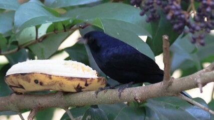 Poster - Ave tiê-preto macho comendo banana