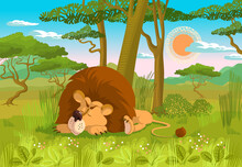 The Lion Sleeps In The Savannah.