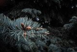 Fototapeta  - blue spruce needles on branch with young cones. selected focus. toned