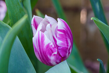 Wall Mural - Fleur de tulipe bicolore mauve et blanche