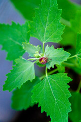 red bug crawling on a green leaf