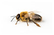 Bee drone close