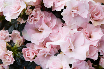 Wall Mural - double pink azalea flowers and buds texture background