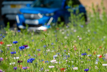 Colourful wild flowers, including cornflowers and poppies, on a roadside verge in Ickenham, West London UK. The Borough of Hillingdon has been planting wild flowers next to roads to support wildlife.