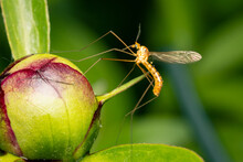 Large Crane Fly On A Peony Button On A Spring Morning
