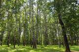 Fototapeta Pomosty - Birch tree forest during summer