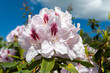 Rododendron, biały kwiat, krzew, różanecznik