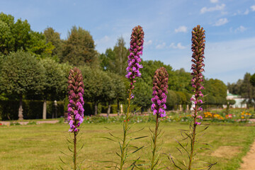 Wall Mural - Blooming purple prairie blazing star (Liatris pycnostachya) flowers