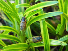 Brood X Cicadas On Green Leaves