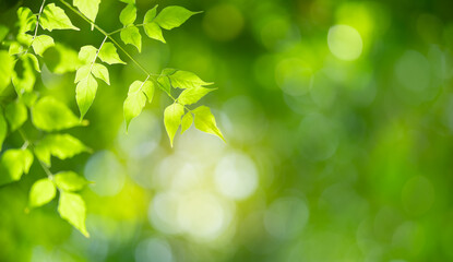 Wall Mural - Beautiful nature view green leaf on blurred greenery background under sunlight with bokeh and copy space using as background natural plants landscape, ecology wallpaper concept.