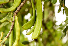 Green Carob Fruit Hanging In Ceratonia Siliqua Tree