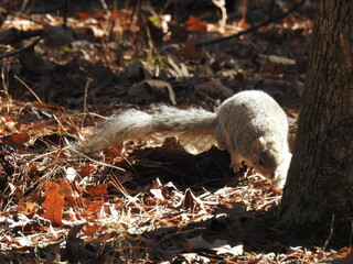 Wall Mural - A Delmarva Fox Squirrel roaming the woodland forest of the Blackwater National Wildlife Refuge, in Dorchester County, Maryland.