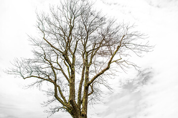 Wall Mural - Barren tree on a gray sky in the spring