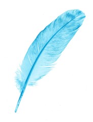 a blue feather on a white isolated background