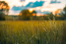 Abstract Sunset Field Landscape Of Grass Meadow On Warm Golden Hour Sunset Or Sunrise Time. Tranquil Spring Summer Nature Closeup And Blurred Forest Background. Idyllic Nature Scenery