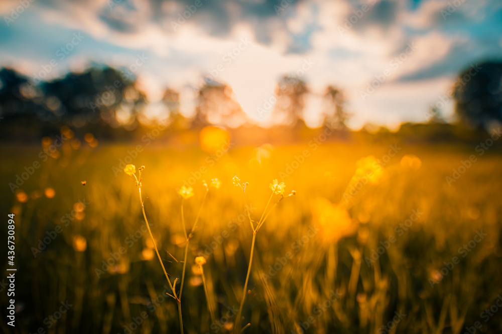 Abstract sunset field landscape of yellow flowers and grass meadow on warm golden hour sunset or sunrise time. Tranquil spring summer nature closeup and blurred forest background. Idyllic nature - obrazy, fototapety, plakaty 
