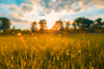 Wall Mural - Abstract sunset field landscape of yellow flowers and grass meadow on warm golden hour sunset or sunrise time. Tranquil spring summer nature closeup and blurred forest background. Idyllic nature