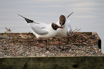 Wall Mural - A close up of a pair of Black Headed Gulls