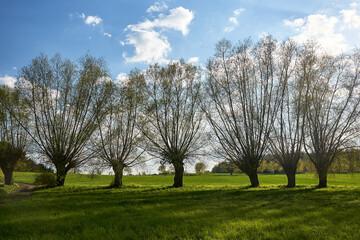 Canvas Print - Willows growing along a road on a sunny spring day