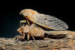 Cicada shedding its exoskeleton