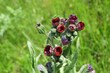 Beautiful cynoglossum flowers in the meadow on natural green grass background