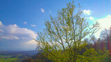 Fototapeta Las - AERIAL, LENS FLARE: Bright spring sunlight shines on a blooming deciduous tree.