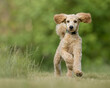 Apricot color miniature poodle puppy playing in the grass