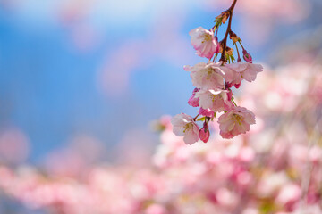 Wall Mural - Close up of cherry blossoms