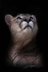 Wall Mural - A slender strong cougar looks up from the bottom of the frame, head on a black