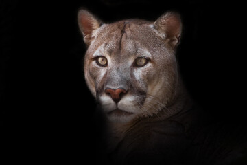 Wall Mural - Perplexedly wide eyes looking ahead a strong puma on a black background head