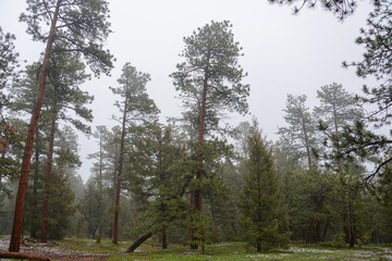 Sticker - trees in the forest