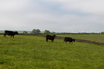 Three cows grazing in a field