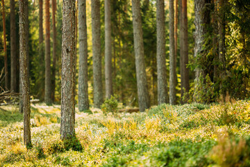 Pine Trees Trunks. Woods In Coniferous Forest. Autumn Pinewood, Evergreen Pines