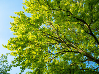 Beech tree seen from below. Branches and leaves of fagus sylvatica. Green tree. Leaves and tree branches on blue sky background.