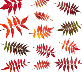 Wall Mural - Sumac autumn leaves pattern on white background