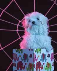 Poster - Vertical shot of cute white dog in front of an artificial spider web under pink lighting