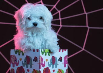 Poster - Cute white dog with a colorful book in front of an artificial spider web under pink lighting