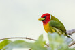Closeup of a Red-headed barbet bird perched on a leafy plant